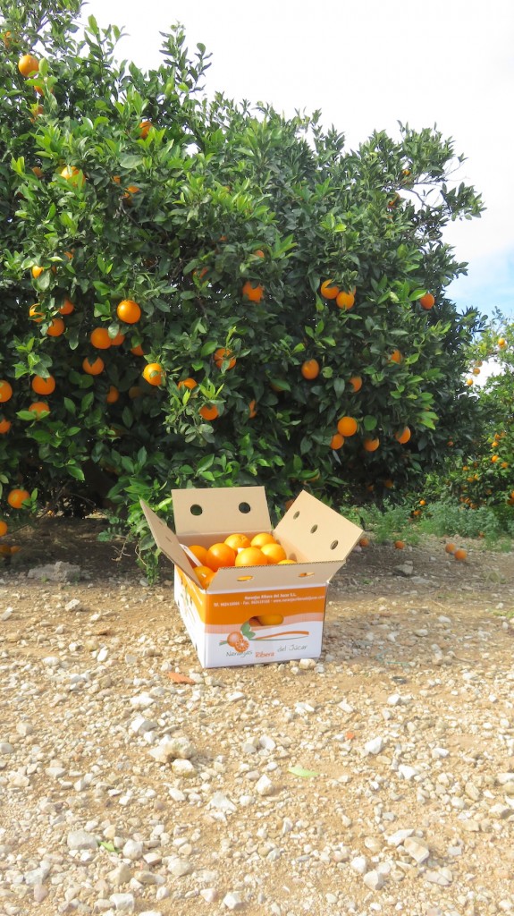 comprar-naranjas-online-ribera-del-jucar-navelina-caja