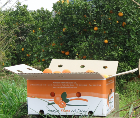 Caja-clementinas-almuerzo-oficina-ideal-Naranjas-ribera-del-jucar