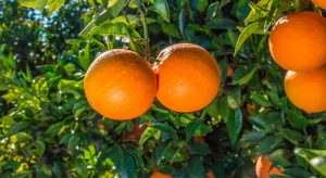 naranjas-navel-powel-04-2017